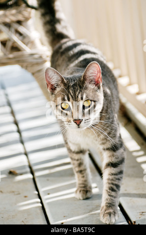 A generic gray tabby cat Stock Photo