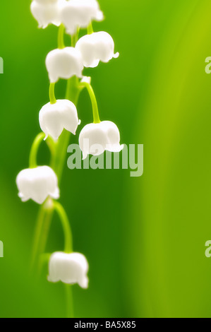 Lilies Convallaria majalis detail blooms series plant flowers lily-plants May-flower prime ornament-plants venomously season Stock Photo