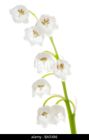 Lilies Convallaria majalis detail blooms series plant flowers lily-plants May-flower prime ornament-plants venomously season Stock Photo