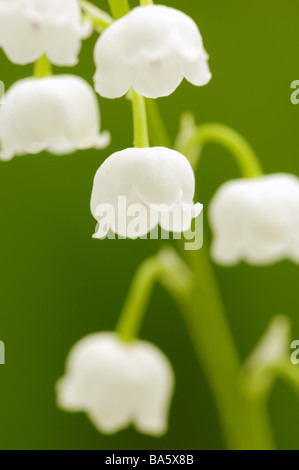 Lilies Convallaria majalis detail blooms series plant flowers lily-plants May-flower prime ornament-plants venomously season Stock Photo