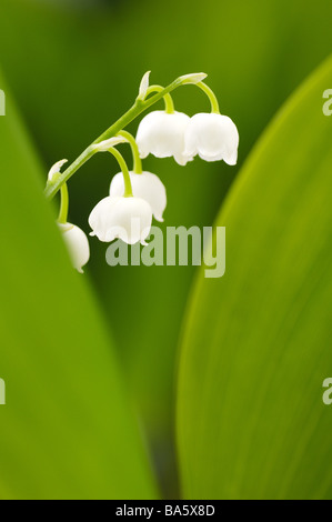 Lilies Convallaria majalis detail blooms series plant flowers lily-plants May-flower prime ornament-plants venomously season Stock Photo