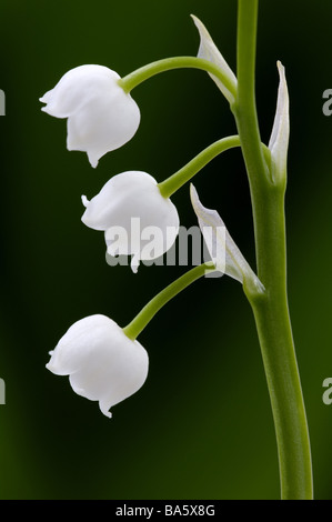 Lilies Convallaria majalis detail blooms series plant flowers lily-plants May-flower prime ornament-plants venomously season Stock Photo