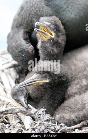 European Shag Phalacrocorax aristotelis Chicks On Nest On Farne Islands, Northumberland, England, UK Stock Photo