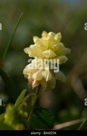 Hop Trefoil, Trifolium campestre. Stock Photo
