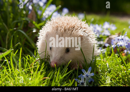 Blonde hedgehog amongst spring flowers Stock Photo