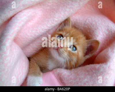 ginger kitten Stock Photo