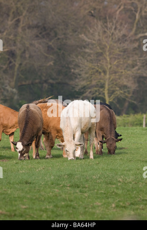 Young Beef Cattle On Spring Grass Stock Photo