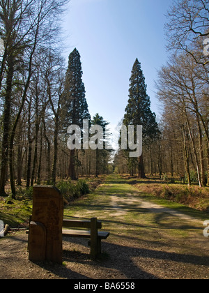 Sequoia trees on the Tall Tree Trail in the New Forest Hampshire UK Stock Photo