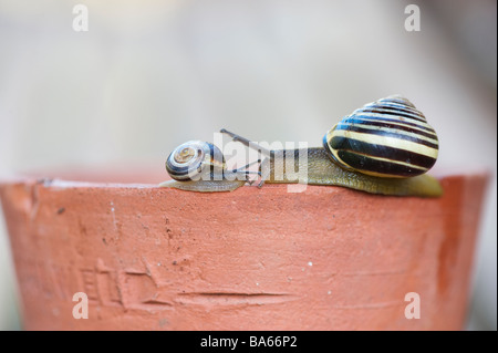 White lipped banded snail and young on a plant pot. UK Stock Photo