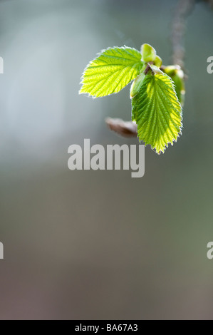 Corylus. Young hazel tree leaves in early spring. UK Stock Photo