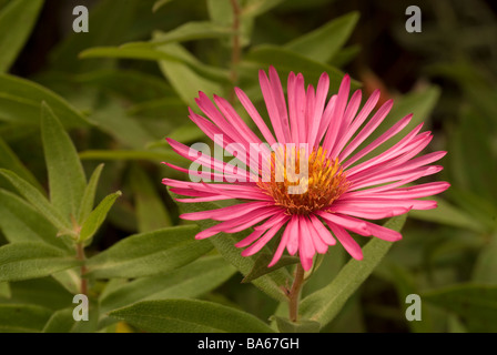 Aster novae angliae Rosa Sieger New England aster, Asteraceae Stock Photo