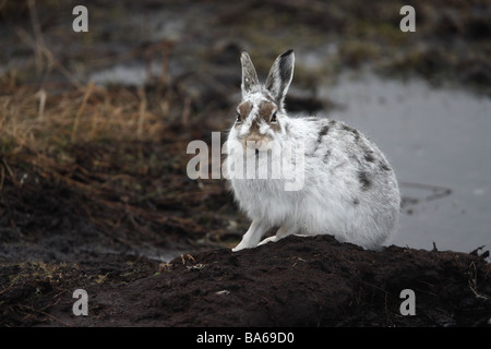 Mountain hare Lepus timidus spring Scotland Stock Photo