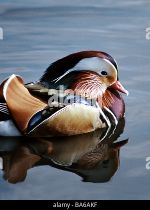 Mandarin Duck (Aix  Galriculata). Male in full breeding colours displaying while sitting on the ground.Mandarin Duck.Male in full colour on the water. Stock Photo