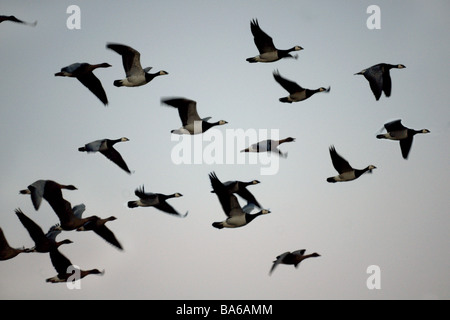 Pink-footed and Barnacle Geese in flight. Stock Photo