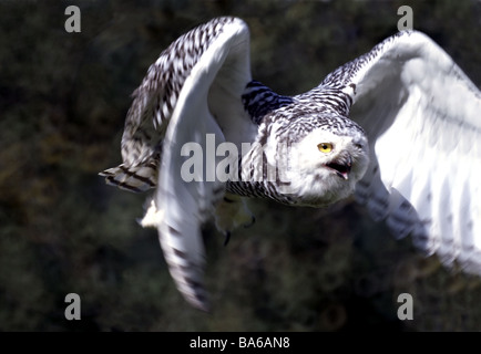 Snowy Owl.Female in flight towards camera. Stock Photo