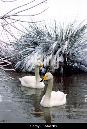 Whooper Swan 'Cygnus c.cygnus'. Pair on water with a snowy background