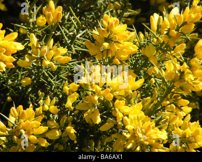 Gorse in flower, near Benimaurell, Alicante Province, Comunidad Valenciana, Spain Stock Photo