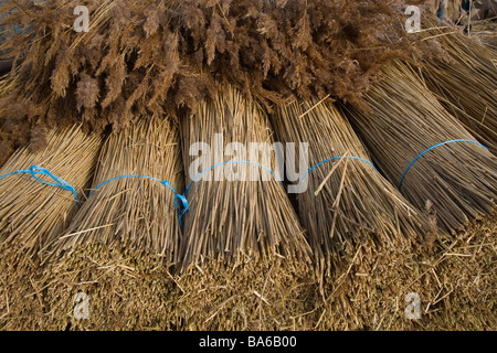 Bundles of cut reeds for thatching next to reedbed on River Bure ...