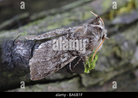 Yellow Horned Moth - Achlya flavicornis Stock Photo