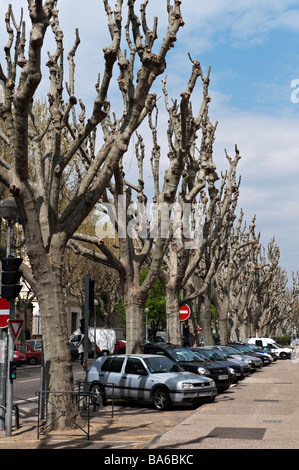 Pollarded plane trees line the streets in Carpentras, Provence, France Stock Photo