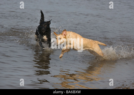 Yellow Black Labradors playing in the sea Norfolk Stock Photo