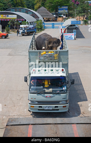 Indian Elephant being moved in an open lorry to Kohchang Island Thailand Stock Photo