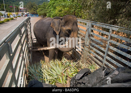 Indian Elephant being moved in an open lorry to Kohchang Island Thailand Stock Photo