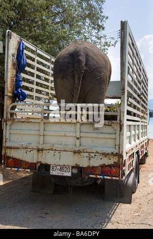 Indian Elephant being moved in an open lorry to Kohchang Island Thailand Stock Photo