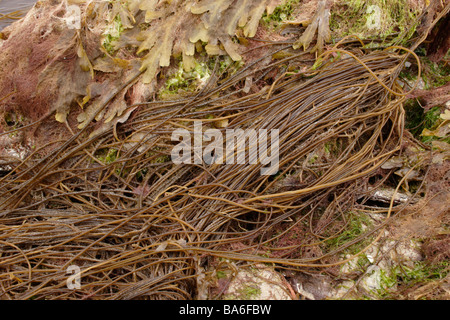 Dead mens ropes Chorda filum a brown seaweed and Britain s longest seaweed UK Stock Photo