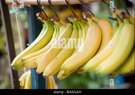 Bunches of dole bananas hanging for sale from hooks on a market stall in a market town in England Stock Photo