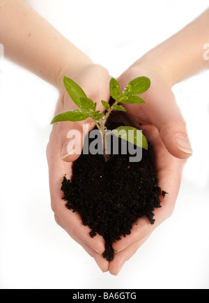 Stock Photo of a  Plant Held in a Gardener's Hand Stock Photo