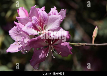 Tabebuia pentaphylla flowers bloom in spring Taiwan Stock Photo