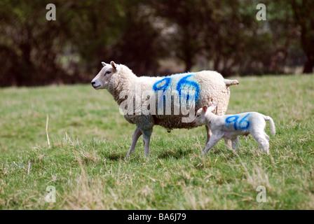 Ewe and lamb with same number on, UK Stock Photo