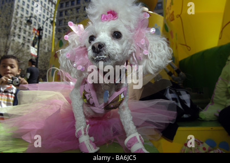 Hec Lin a toy poodle dressed as a ballerina with pink bows in her hair at the annual Macy s Petacular in Herald Square Stock Photo