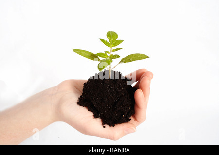 Stock Photo of a  Plant Held in a Gardener's Hand Stock Photo