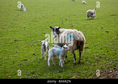 Ewe and lambs in derbyshire field Stock Photo