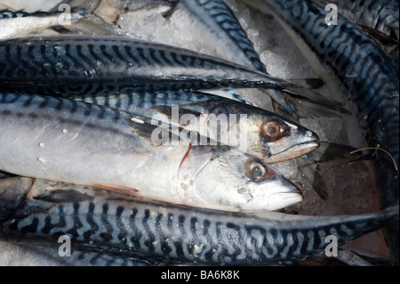 Mackerel fish for sale on a market stall in a town in England Stock Photo