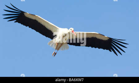 White Stork Ciconia ciconia Extremadura Spain Stock Photo