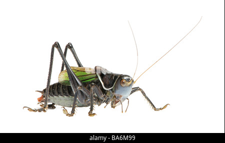 Grasshopper Gampsocleis gratiosa in front of a white background Stock Photo