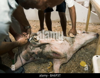 Kosher Slaughter of a Male Sheep 1 Stock Photo