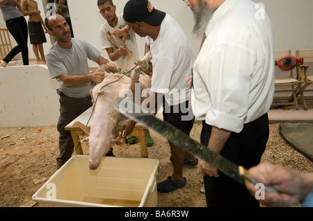 Kosher Slaughter of a Male Sheep 7 Stock Photo