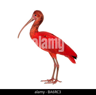 Scarlet Ibis Eudocimus ruber in front of a white background Stock Photo