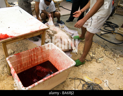 Kosher Slaughter of a Male Sheep 20 Stock Photo