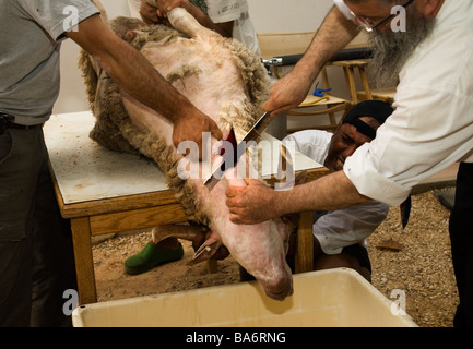 Kosher Slaughter of a Male Sheep 15 Stock Photo