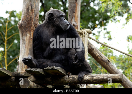 Chimpanzee at La Fleche zoo Sarthe France Stock Photo