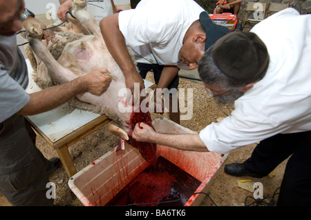 Kosher Slaughter of a Male Sheep 16 Stock Photo