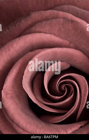 Pretty in pink Stock Photo