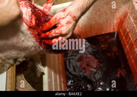 Kosher Slaughter of a Male Sheep 14 Stock Photo