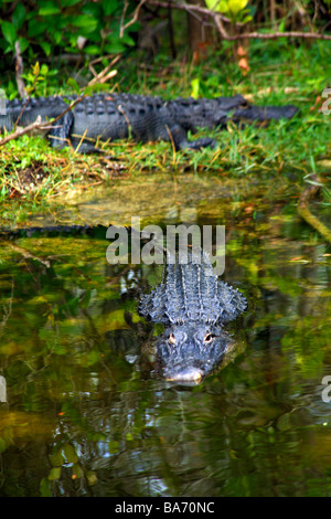 Alligators in Everglades National Park,Florida,USA Stock Photo