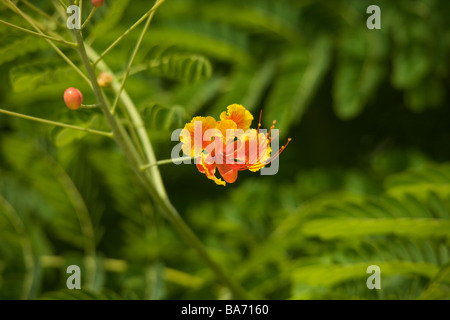 National Flower of Barbados, Yellow and Red Poinciana or 'Caesalpinia pulcherrima' flowers in Barbados, 'West Indies' Stock Photo